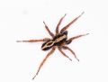 Alopecosa albofasciata